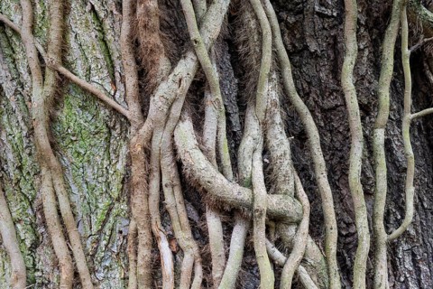 Strong root system of ivy (Hedera helix) overgrows tree trunk, Frankfurt-Nied, Frankfurt am Main,