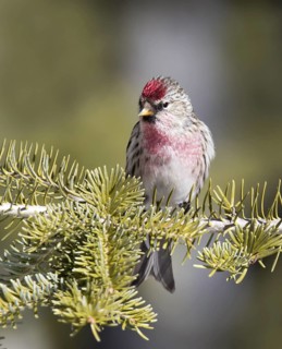 Common Redpoll (Acanthis flammea), Saskatchewan, Canada