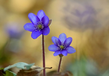 Blooming liverwort (Anemone hepatica), early bloomer, Steinhagen, Lower Saxony, Germany