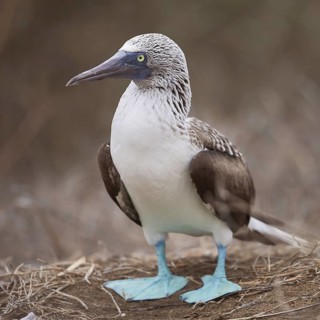 Blue-footed Booby (Sula nebouxii), Ecuador