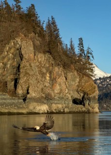 Bald Eagle (Haliaeetus leucocephalus) catching fish, Alaska, USA