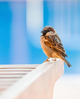 House sparrow (Passer domesticus) or sparrow or house sparrow, male, sitting on a wooden sun