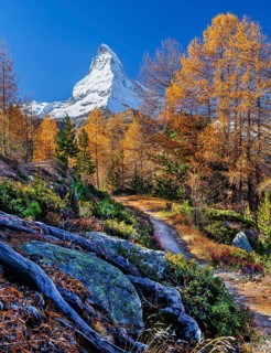 Hiking trail on the Riffelalp with golden yellow larches and Matterhorn 4478m in autumn, Zermatt,