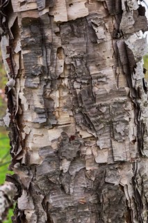 Close-up of Betula davurica, Birch tree trunk in spring, Quebec, Canada
