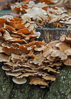 Bitter oyster, bitter oysterling, astringent panus, luminescent panellus, stiptic fungus (Panellus