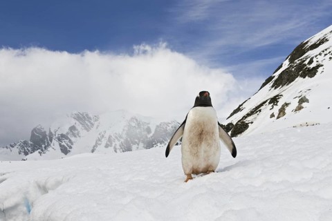 Gentoo Penguin (Pygoscelis papua), Antarctica