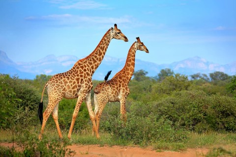 Two giraffes near the forest, Drakensberg Mountains in the background . Green vegetation with big
