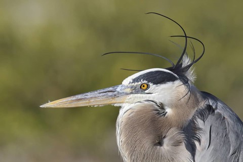 Great Blue Heron (Ardea herodias), Florida, USA