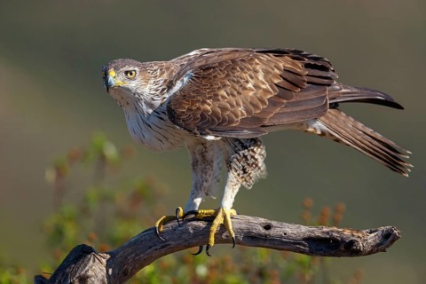 Bonelli's eagle (Hieraaetus fasciatus), Aigle de Bonelli, Águila-azor Perdicera, Tawi Atayr,
