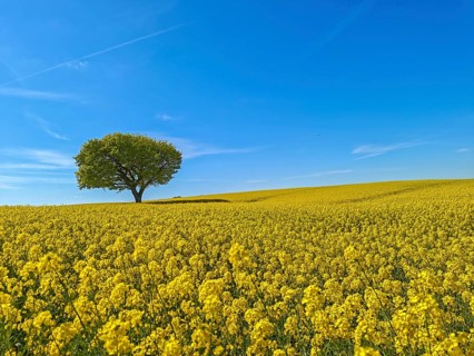 Single deciduous tree in a flowering rape field in spring, eastern hill country, landscape