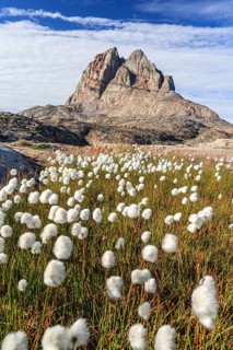 Cottongrass in front of a steep mountain, Heart Mountain, summer, sunny, Uummannaq, West Greenland,