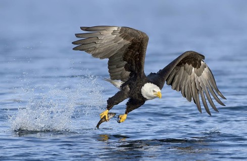 Bald Eagle (Haliaeetus leucocephalus) hunting, with fish prey in its claw, Alaska, USA