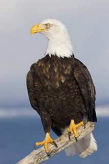 Bald Eagle Haliaeetus leucocephalus Homer, ALASKA, USA February Adult Accipitridae