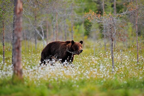 Bear with summer forest, wide angle with habitat. Beautiful brown bear walking around lake, fall