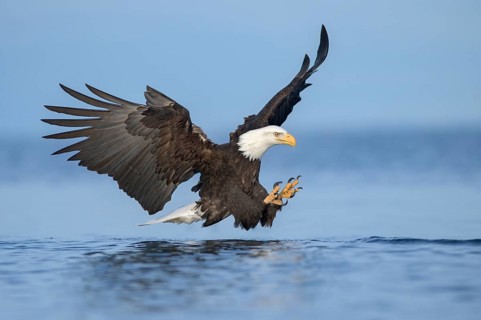 Bald Eagle (Haliaeetus leucocephalus) hunting, Alaska, USA