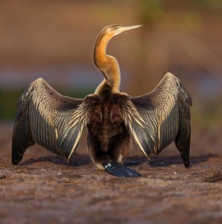 African darter (Anhinga rufa), Marakissa River Camp / Canoe tri, Marakissa, South Bank, Gambia