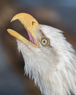 Bald Eagle (Haliaeetus leucocephalus), Alaska, USA