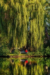 Woman in red jacket sitting on a bench under a Babylon willow (Salix babylonica) with reflection in