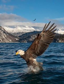 Bald Eagle (Haliaeetus leucocephalus) hunting, Alaska, USA