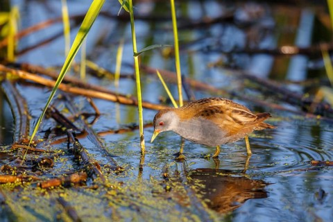 Little Crake (Porzana parva) male foraging, Lesvos, Greece