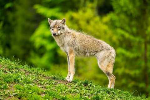 Eurasian wolf (Canis lupus lupus) in a forest, Austria