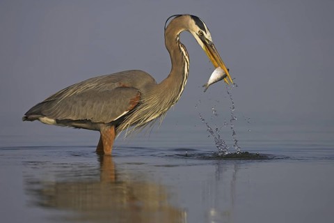 Great Blue Heron (Ardea herodias), Florida, USA