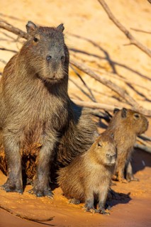 Capybara (Hydrochaeris hydrochaeris) Pantanal Brazil