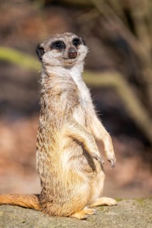 Meerkat (Suricata suricatta) standing sweet and curious in the desert, captive, occurrence Africa