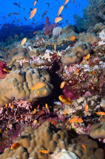 Jewelled flagfish (Pseudanthias squamipinnis) swimming over colourful vibrant intakes healthy