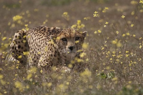 Cheetah (Acinonyx jubatus) male sneaking up to prey in blooming meadow, Castile-La Mancha, Spain