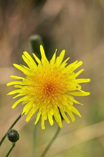 Wiesenpippau (Crepis biennis), yellow flower by the wayside on the Moselle, Cochem,
