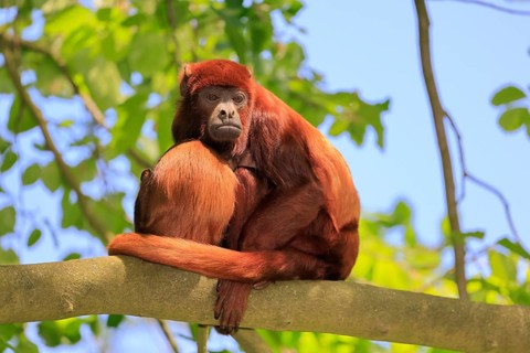 Venezuelan red howler (Alouatta seniculus), adult, female, juvenile, on tree, resting, South