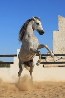 Berber horse, Djerba, Tunisia, Berber