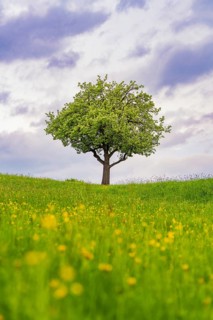 A single tree stands majestically in a blooming spring meadow under a cloudy sky, Gechingen,