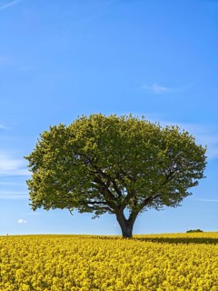 Single deciduous tree in a flowering rape field in spring, eastern hill country, landscape