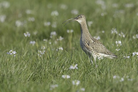 Eurasian Curlew (Numenius arquata) calling, Lower Saxony, Germany