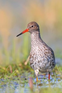 Redshank (Tringa totanus) looking for food in a wet meadow, wildlife, animals, birds, snipe family,