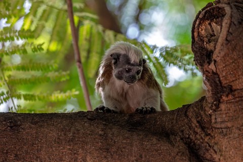White-footed tamarin (Saguinus leucopus), Cartagena, Colombia