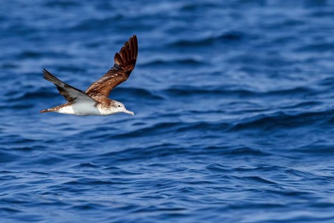White-faced shearwater, White-faced shearwater, (Calonectris leucomelas), family of petrels,