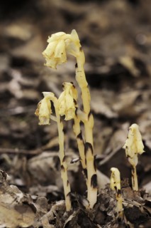 Spruce asparagus (Monotropa hypopitys, Hypopitys monotropa), North Rhine-Westphalia, Germany