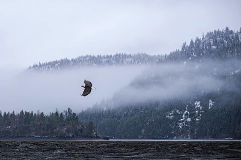 Bald Eagle (Haliaeetus leucocephalus) flying, Alaska, USA