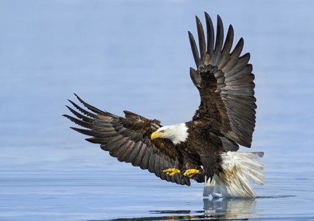 Bald Eagle (Haliaeetus leucocephalus) hunting, Alaska, USA
