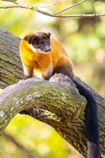 Yellow-throated marten (Martes flavigula) in a forest, captive, Germany
