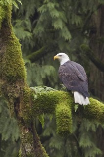 Bald Eagle (Haliaeetus leucocephalus), British Columbia, Canada
