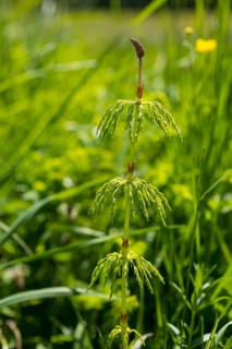Meadow horsetail (Equisetum pratense), habit, mountain meadows in the Eastern Ore Mountains, here