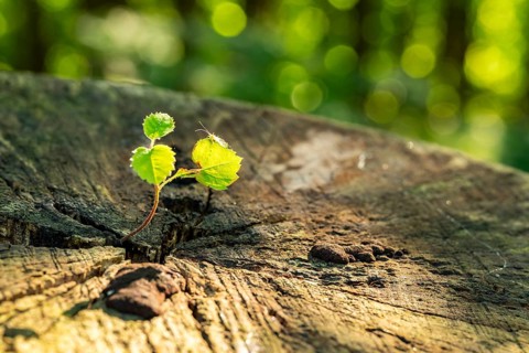 A young shoot sprouts from an old tree stump in the forest, a small insect sits on one of the