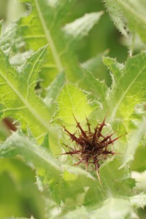 Benedict's weed (Centaurea benedicta, Cnicus benedictus), flower bud, medicinal plant, North