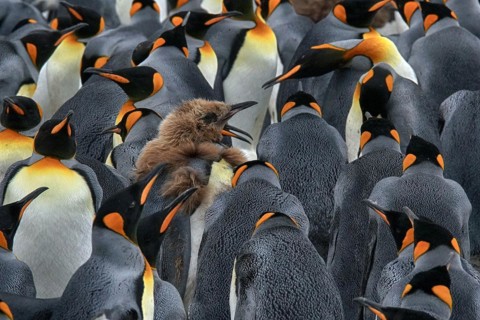 Antarctica, South Georgia, snow, ice, winter, king penguin (Aptenodytes patagonicus), colony,
