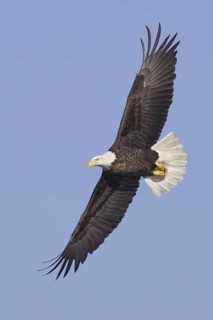 Bald Eagle (Haliaeetus leucocephalus) flying, Iowa, USA