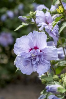Garden marshmallow (Hibiscus syriacus BLUE CHIFFON), Anchers Havecenter, Ellerhoop-Thiensen,